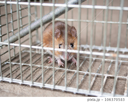 ネズミと捕獲器 ネズミと捕獲器 106370583