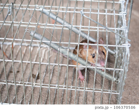 ネズミと捕獲器 ネズミと捕獲器 106370586