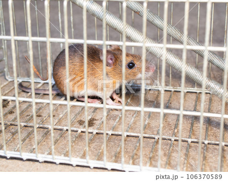ネズミと捕獲器 ネズミと捕獲器 106370589