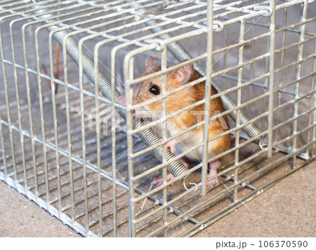 ネズミと捕獲器 ネズミと捕獲器 106370590