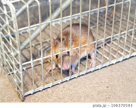 ネズミと捕獲器 ネズミと捕獲器 106370593