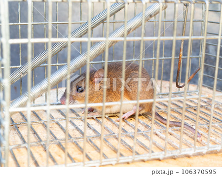 ネズミと捕獲器 ネズミと捕獲器 106370595