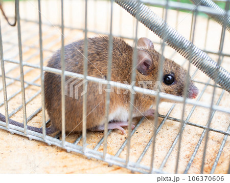 ネズミと捕獲器 ネズミと捕獲器 106370606