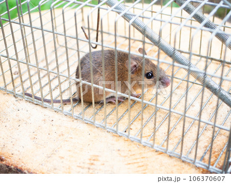 ネズミと捕獲器 106370607