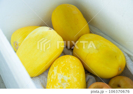 メロンの仲間、マクワウリ 106370676