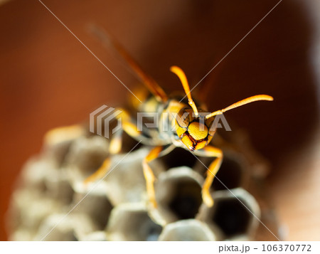 ハチセグロアシナガバチ 106370772