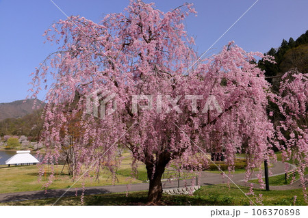 山形県天童市　舞鶴山の天童公園内の愛宕沼のほとりに咲くベニシダレザクラ 106370898