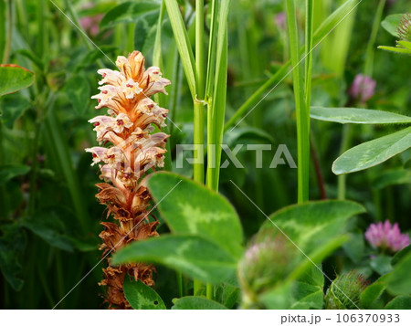 春の荒川の土手に咲く寄生植物ヤセウツボの花 春の荒川の土手に咲く寄生植物ヤセウツボの花 106370933