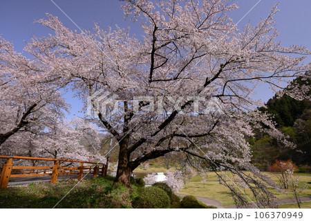 山形県天童市　桜の名所舞鶴山の天童公園内、愛宕沼のほとりの高台のソメイヨシノ 106370949