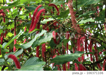 東山動植物園にある重要文化財の温室内 東山動植物園にある重要文化財の温室内 106371106