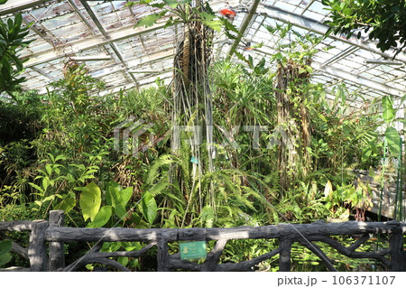 東山動植物園にある重要文化財の温室内 106371107