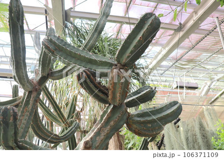 東山動植物園にある重要文化財の温室内 106371109