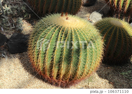 東山動植物園にある重要文化財の温室内 東山動植物園にある重要文化財の温室内 106371110