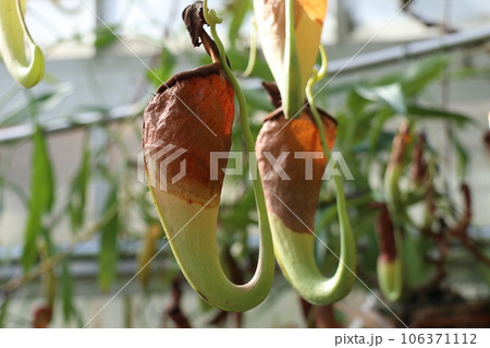 東山動植物園にある重要文化財の温室内 ウツボカズラ(ネペンテス)) 東山動植物園にある重要文化財の温室内 ウツボカズラ(ネペンテス)) 106371112