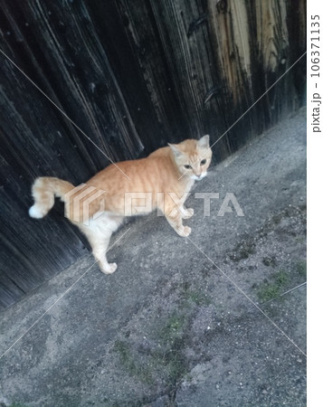 猫と炭壁 猫と炭壁 106371135