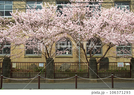春めき桜 旧成徳中学校 春めき桜 旧成徳中学校 106371293