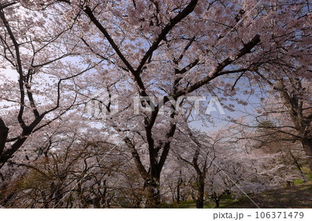 山形県天童市　桜の名所天童公園内の舞鶴山山頂近辺を取り巻くソメイヨシノ 106371479