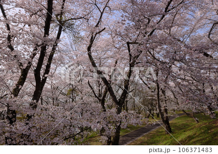 山形県天童市　桜の名所天童公園内の舞鶴山山頂近辺を取り巻くソメイヨシノ 106371483