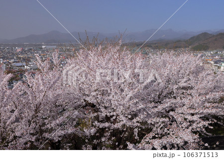 山形県天童市 桜の名所天童公園内の舞鶴山山頂展望広場からのソメイヨシノ越しの景色 山形県天童市 桜の名所天童公園内の舞鶴山山頂展望広場からのソメイヨシノ越しの景色 106371513