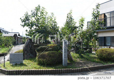 富有柿の原木 106371707