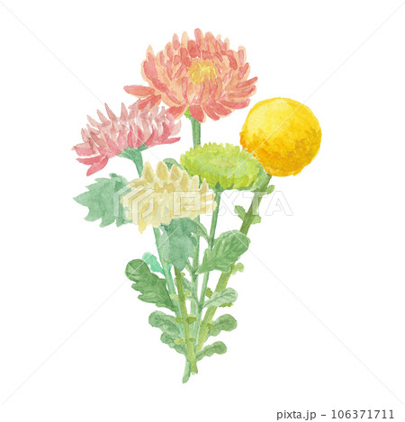 水彩絵の具で描いた菊のお花 106371711