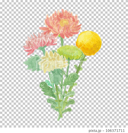 水彩絵の具で描いた菊のお花 106371711