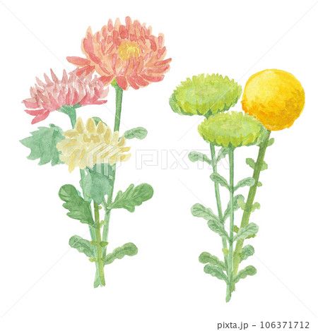 水彩絵の具で描いた菊のお花 水彩絵の具で描いた菊のお花 106371712