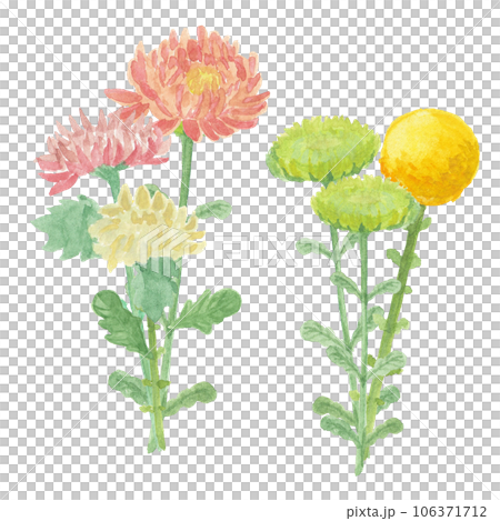水彩絵の具で描いた菊のお花 水彩絵の具で描いた菊のお花 106371712