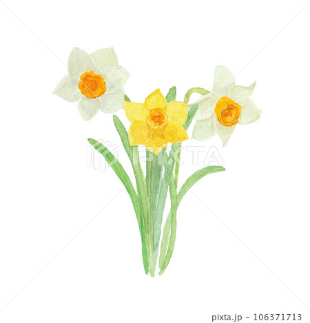 水彩絵の具で描いた水仙のお花 水彩絵の具で描いた水仙のお花 106371713