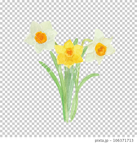 水彩絵の具で描いた水仙のお花 水彩絵の具で描いた水仙のお花 106371713