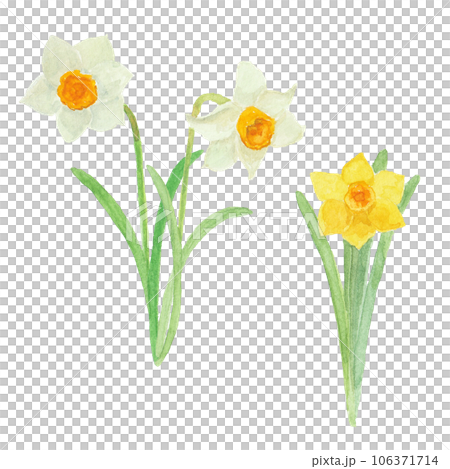 用水彩畫的水仙花 106371714