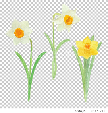 用水彩畫的水仙花 106371715