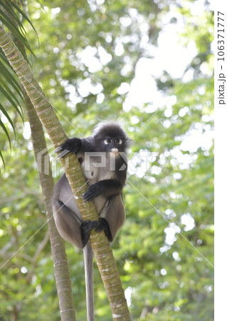 シルバーリーフモンキー 106371777