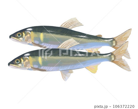 鮎（2尾） 106372220