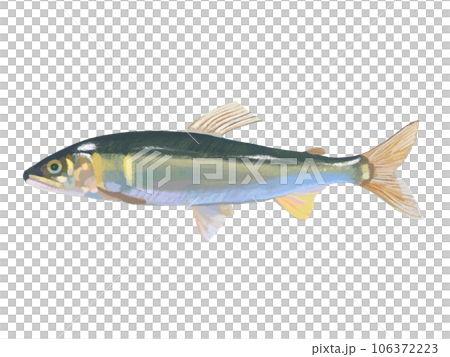 Sweetfish (1 fish) 106372223