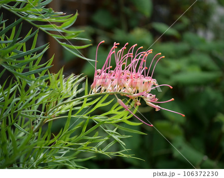 グレビレア 106372230