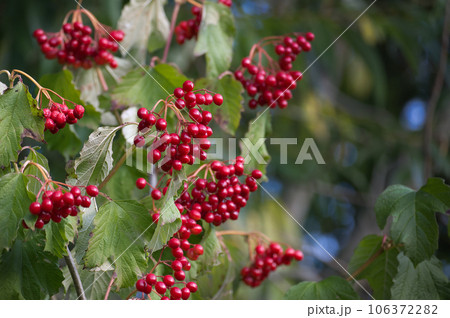 Viburnum opulus or guelder rose berries on a branch Viburnum opulus or guelder rose berries on a branch 106372282