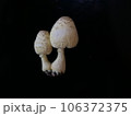 白いキノコ 106372375