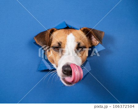 Funny dog jack russell terrier leans out of a hole in a paper blue background. Funny dog jack russell terrier leans out of a hole in a paper blue background. 106372504