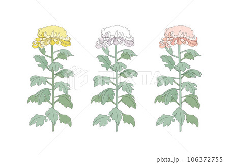 黄色・白・ピンクの大菊（背景透過）のイラスト 106372755
