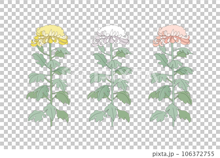 黄色・白・ピンクの大菊（背景透過）のイラスト 106372755