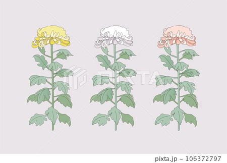黄色・白・ピンクの大菊のイラスト 106372797