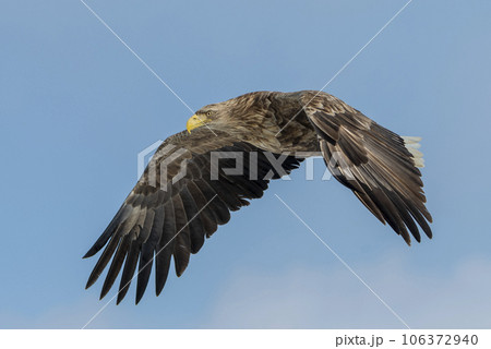 White-tailed Sea-eagle flapping its wings in flight. 106372940