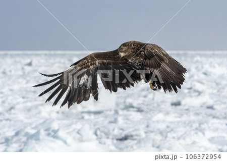 A Young White-tailed Eagle Lunges into Flight over the Shiretoko, Ice Floe. A Young White-tailed Eagle Lunges into Flight over the Shiretoko, Ice Floe. 106372954