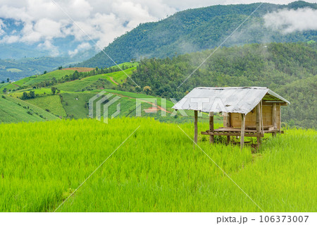 cottage or hut in rice fields of the mist floating over village at Pa Pong Pieng Chiang Mai, Thailand cottage or hut in rice fields of the mist floating over village at Pa Pong Pieng Chiang Mai, Thailand 106373007