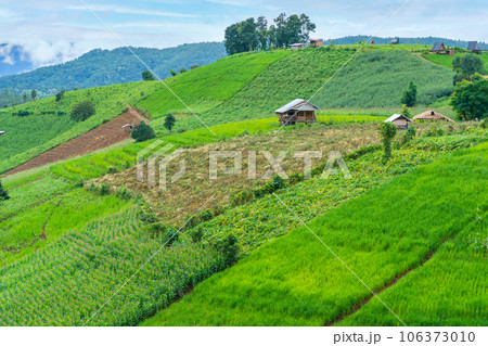 cottage or hut in rice fields of the mist floating over village at Pa Pong Pieng Chiang Mai, Thailand cottage or hut in rice fields of the mist floating over village at Pa Pong Pieng Chiang Mai, Thailand 106373010