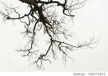 dead tree or Dry tree branches isolate on white background dead tree or Dry tree branches isolate on white background 106373012
