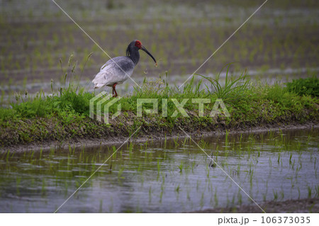 A wild Crested Ibis living freely alongside a rice field in the rain on Sado Island, Niigata, Japan 106373035