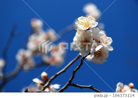 白加賀の梅の花 白加賀の梅の花 106373114