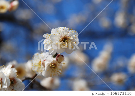 白加賀の梅の花 106373116
